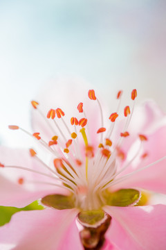 花園里盛開的桃花細節(jié)