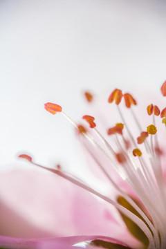 花園里盛開的桃花細節(jié)