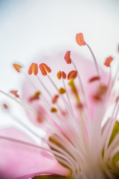 花園里盛開的桃花細節(jié)