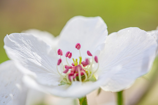 花園里盛開的白色桃花細節(jié)