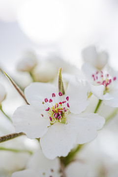 花園里盛開的白色桃花細節(jié)