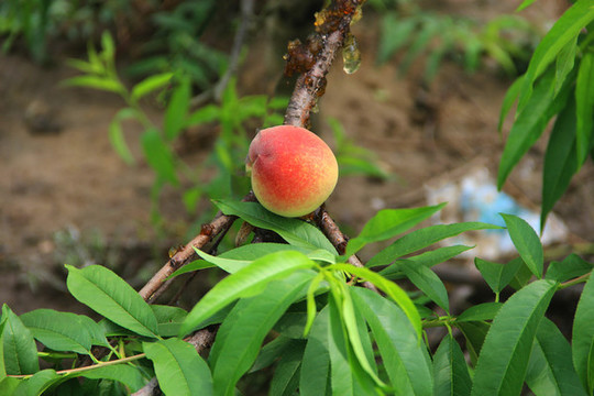 桃膠鮮桃