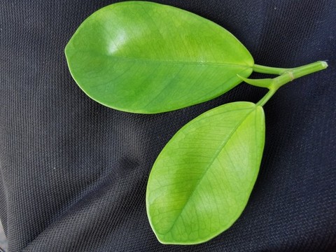 綠葉