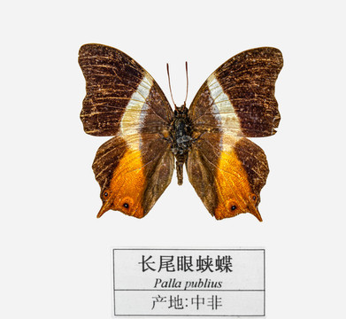 長尾眼蛺蝶