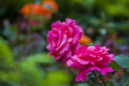 月季花