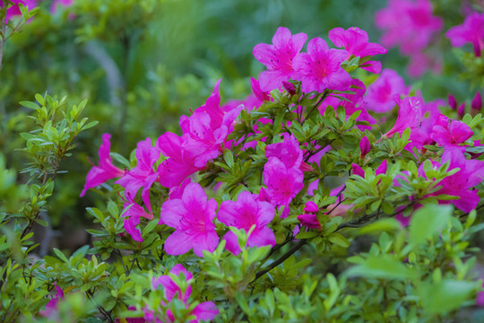 杜鵑花
