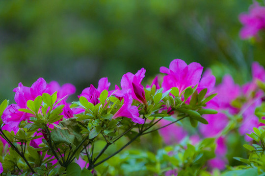 杜鵑花