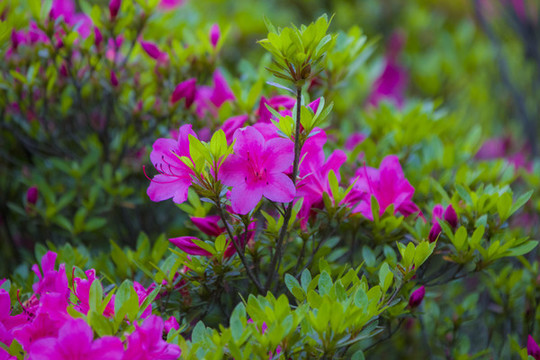 杜鵑花
