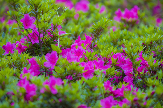 杜鵑花