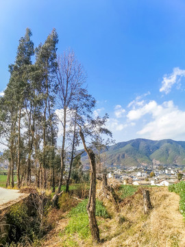 桉樹林