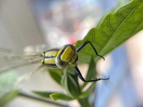 蜻蜓