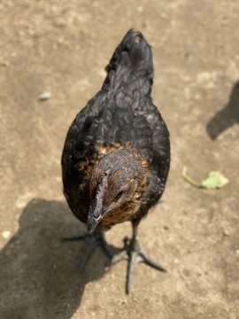雞