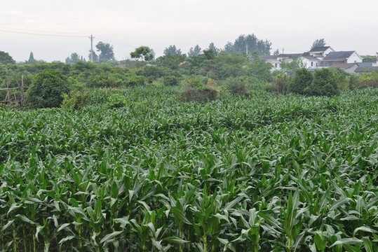 玉米地