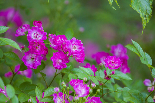 薔薇花