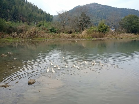 鴨子游泳山水