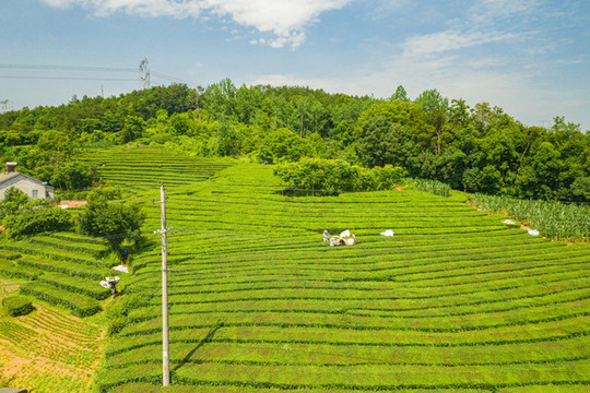 生態(tài)茶園