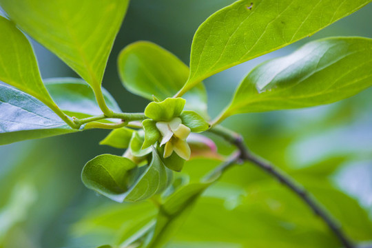 柿子花