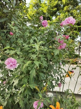 木槿花