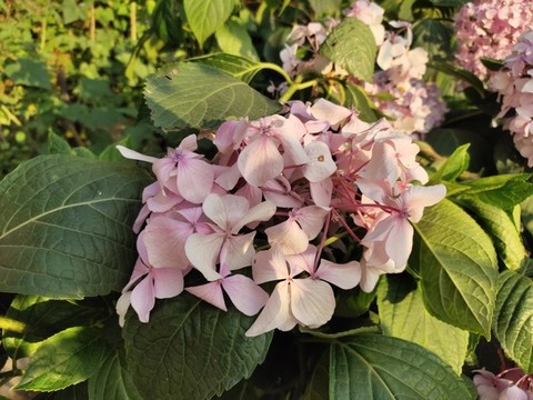 粉色繡球花