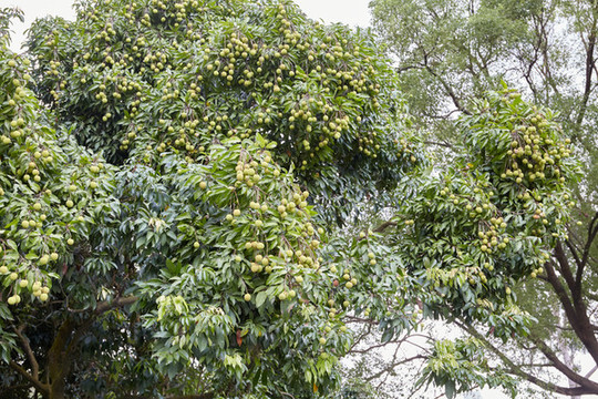 生荔枝