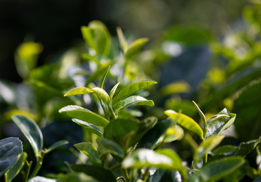 茶葉