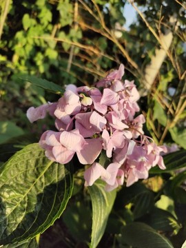 粉色繡球花