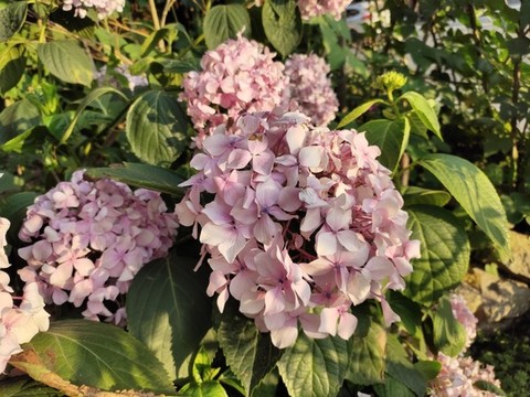 粉色繡球花