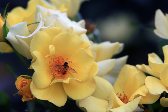 薔薇花
