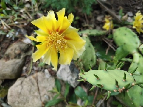 仙人掌花與仙人掌