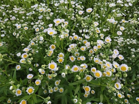 小雛菊