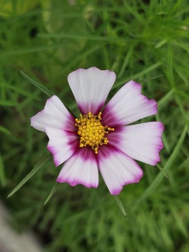 格桑花