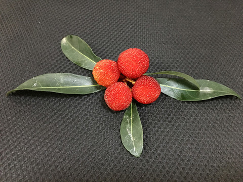 楊梅