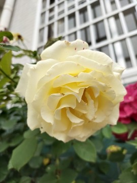 黃色月季花