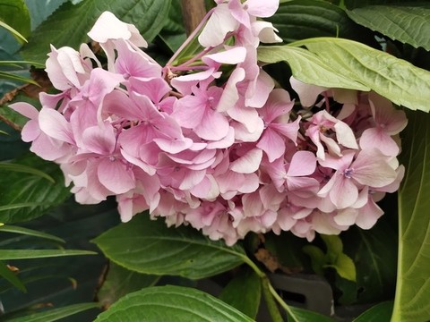 繡球花