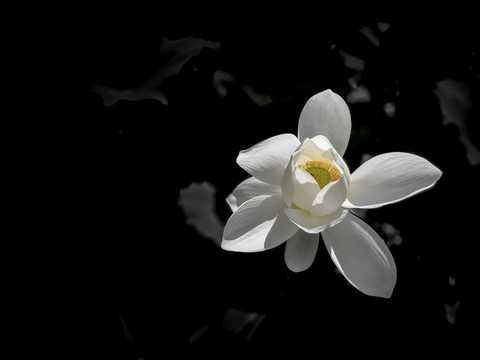 白蓮花