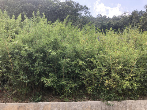圭峰山上的小琴絲竹