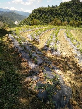 莓茶基地2