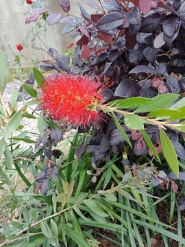 紅千層