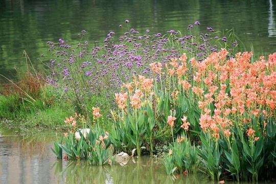 唐菖蒲