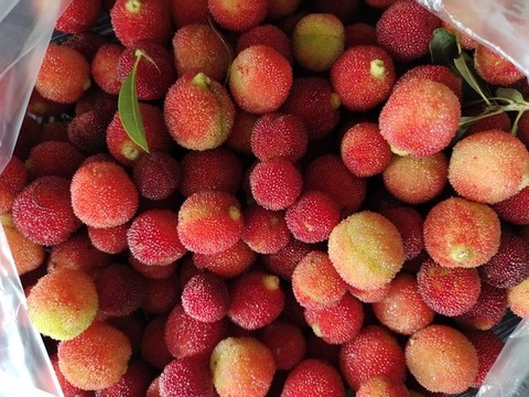 紅楊梅