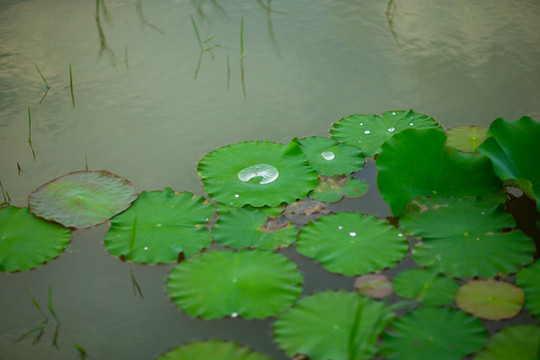 荷花池