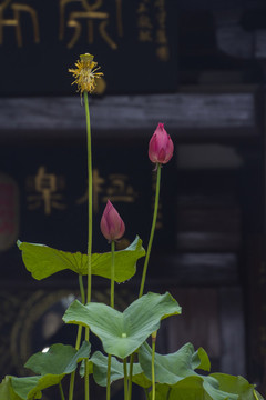 韻之荷