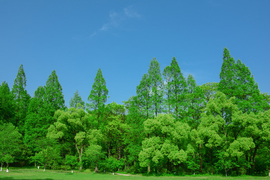 陽(yáng)光綠樹(shù)林森林綠草地