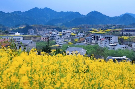 大石門櫻花油菜花BN