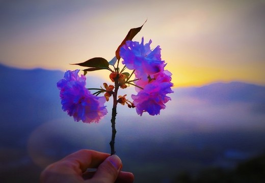 大石門櫻花油菜花BW