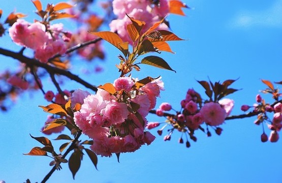 大石門(mén)櫻花油菜花E
