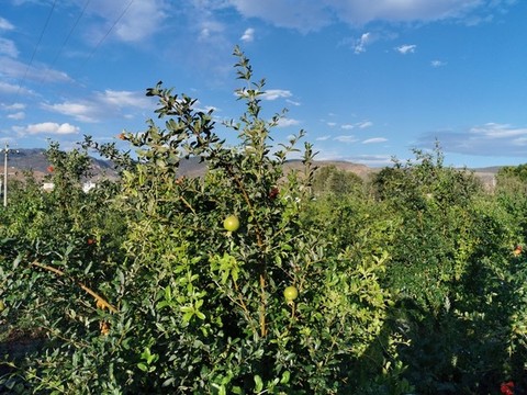 石榴種植基地