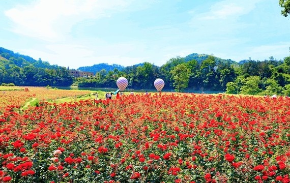 桃花島C