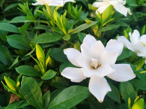 梔子花