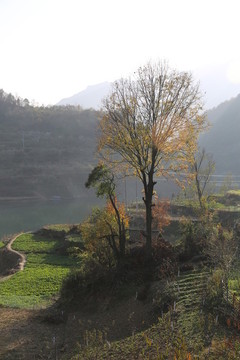 兵營湖樹A